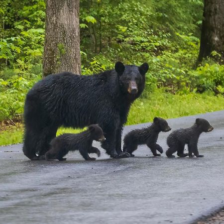 Bear Den, Hot Tub, 1089 Of Free Attraction Tickets For Each Paid Day, Dollywood And More! Sevierville Ngoại thất bức ảnh