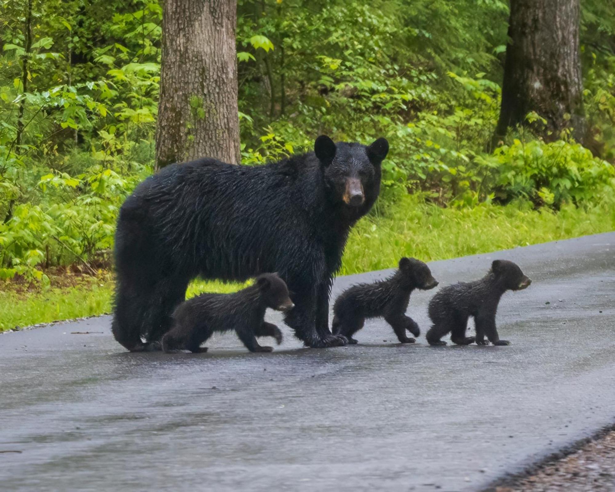 Bear Den, Hot Tub, 1089 Of Free Attraction Tickets For Each Paid Day, Dollywood And More! Sevierville Ngoại thất bức ảnh